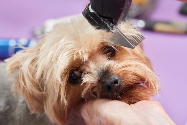 El Yorkshire Terrier se encuentra en la mesa de aseo en el salón del zoológico con un hermoso corte de pelo para todos los días