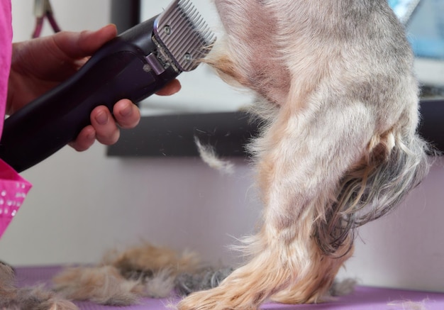 El Yorkshire Terrier se encuentra en la mesa de aseo en el salón del zoológico con un hermoso corte de pelo para todos los días