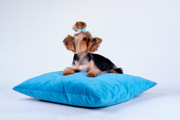 Yorkshire Terrier está acostado sobre una almohada sobre un fondo claro