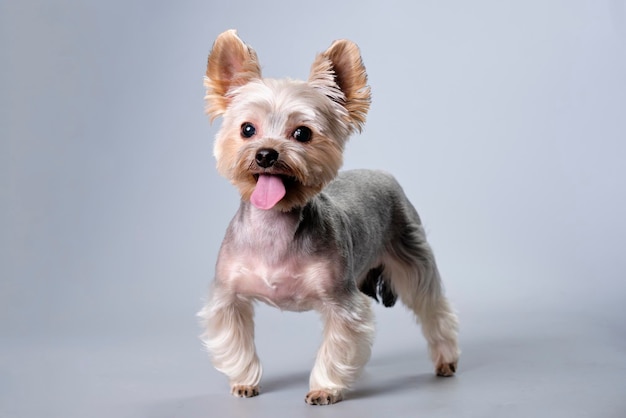 Yorkshire terrier en un estante sobre un fondo gris después de un corte de pelo en un salón de animales