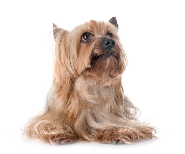 yorkshire terrier en estudio