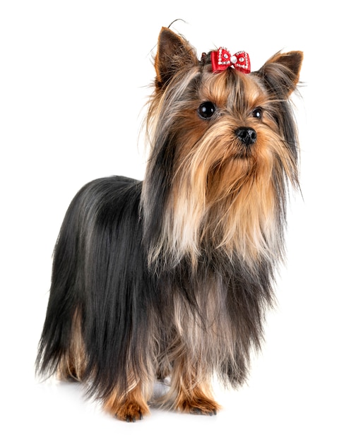 yorkshire terrier en estudio