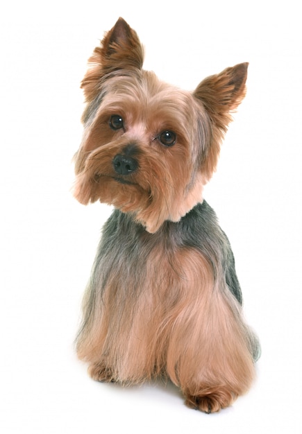 yorkshire terrier en estudio