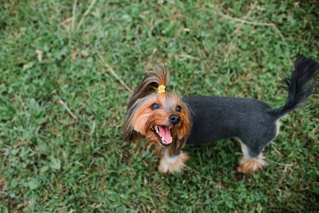 Yorkshire Terrier für einen Spaziergang im Park. Ansicht von oben nach unten