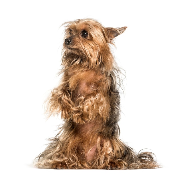 Yorkshire Terrier gegen weißen Hintergrund