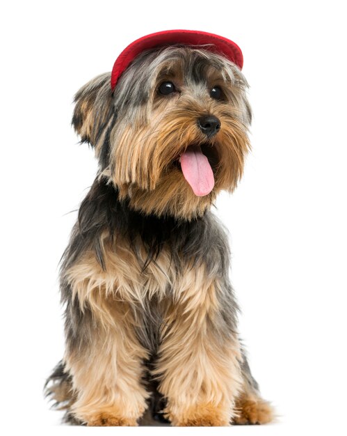 Yorkshire Terrier con una gorra sentado jadeando aislado en blanco