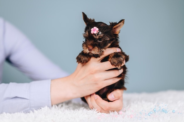 Yorkshire Terrier Hündin mit rosa Stirnband Frisur für Hunde Pflege und Erziehung von Welpen