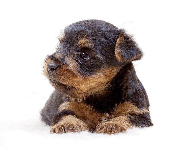 Yorkshire Terrier-Hund auf weißem Hintergrund