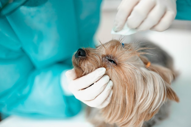 Yorkshire Terrier Hund in einer Tierklinik Tierärztin reinigt die Augen des Hundes