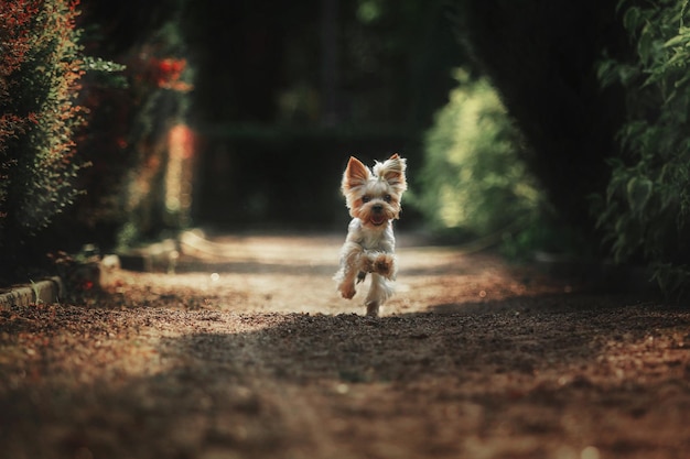 Yorkshire Terrier Hund Nahaufnahme Porträt. Miniaturhund, der im Garten sitzt. Nettes kleines Haustier