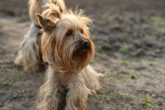 Yorkshire Terrier Hund sitzt auf dem Boden und schaut weg.