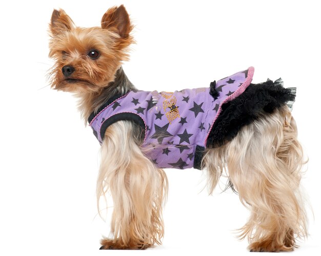 Yorkshire Terrier Hund