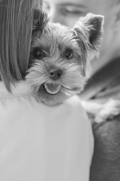 Yorkshire Terrier Hund