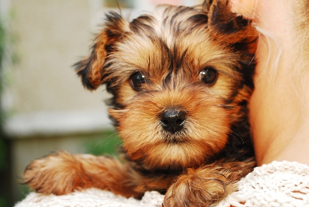 Yorkshire Terrier Hund