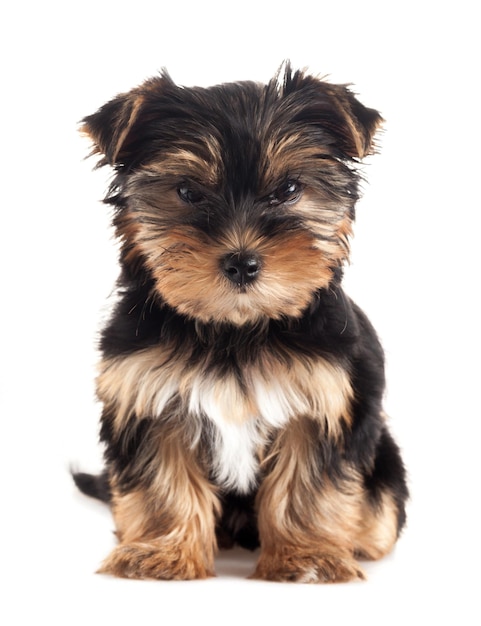 Yorkshire Terrier-Hund
