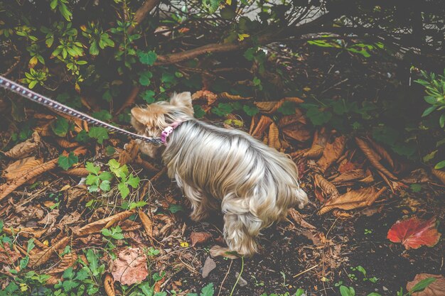 Yorkshire Terrier Hund