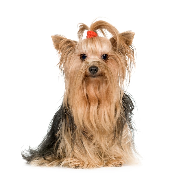 Yorkshire Terrier Hundeporträt isoliert