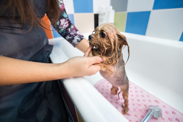 Yorkshire Terrier im Badezimmer im Schönheitssalon für Hunde Pflege für Yorkshire Terrier Nahaufnahme