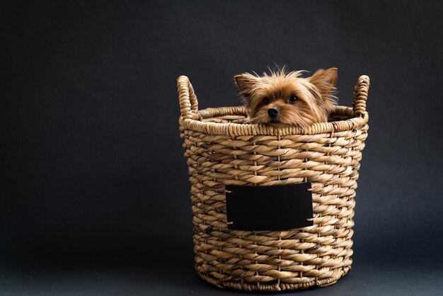 Foto yorkshire terrier im korb vor schwarzem hintergrund