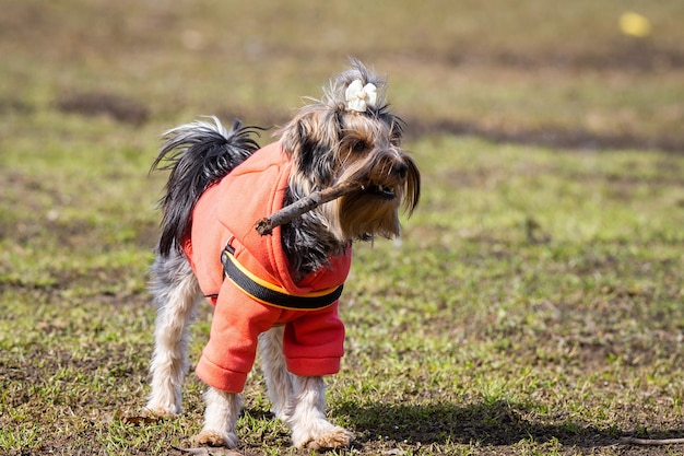 Yorkshire-Terrier im Park