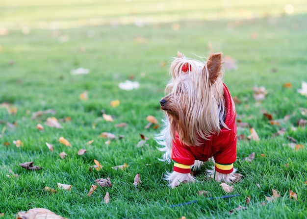 Yorkshire Terrier im roten Mantel, der auf dem Gras steht