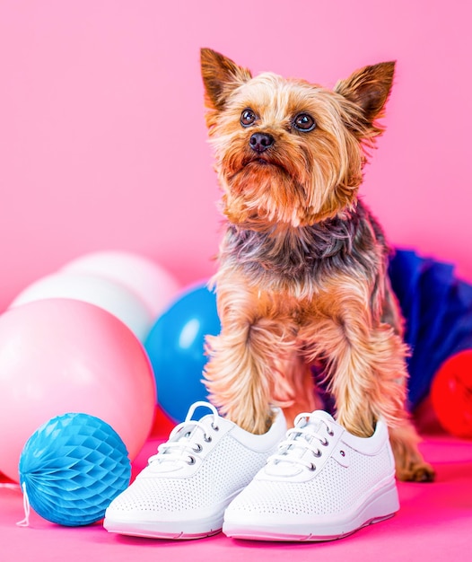 Yorkshire Terrier im Schuh Tragende Kleidung und Schuhe des netten Hundes Entzückender Welpe Hundeschuhe