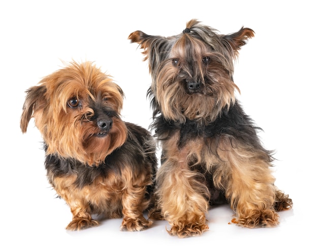 Yorkshire-Terrier im Studio