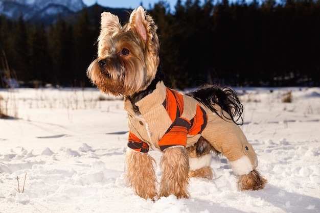 Yorkshire-Terrier im tragenden Overall des Schnees