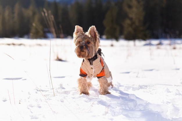 Yorkshire-Terrier im tragenden Overall des Schnees