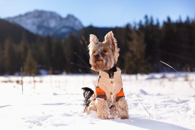 Yorkshire-Terrier im tragenden Overall des Schnees