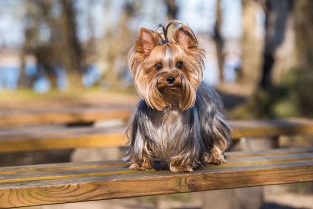 Yorkshire Terrier ist die kleinste Hunderasse, die auf der Bank sitzt Frühling Yorkie Nahaufnahme Porträt