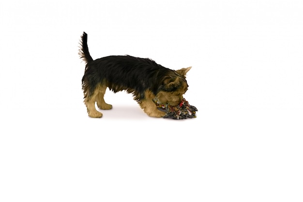 Yorkshire terrier jugando con juguetes masticables