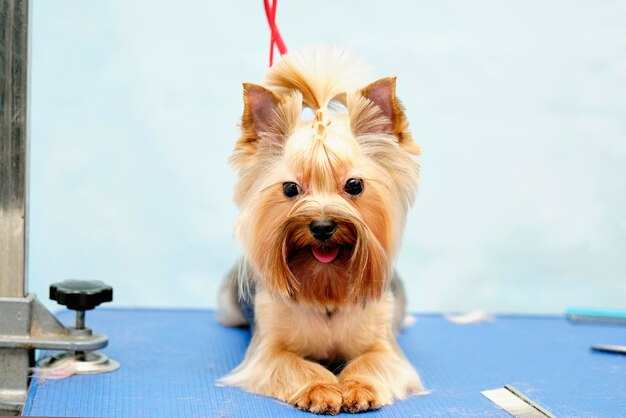 Yorkshire Terrier liegt auf dem Pflegetisch.