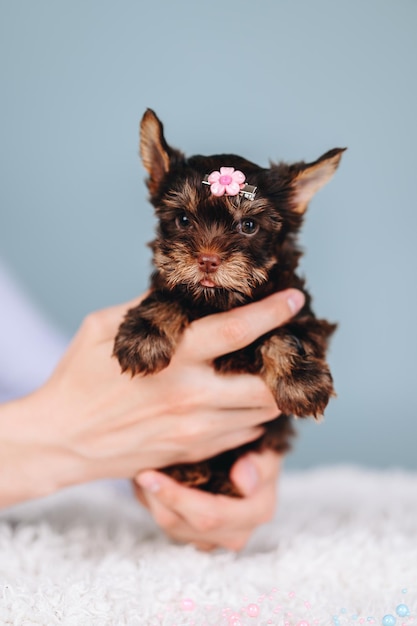 Yorkshire Terrier Little Puppy Girl en sus manos con horquilla en la cabeza