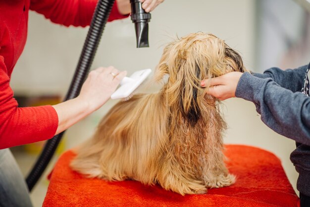 Yorkshire terrier con maestro de aseo en el salón