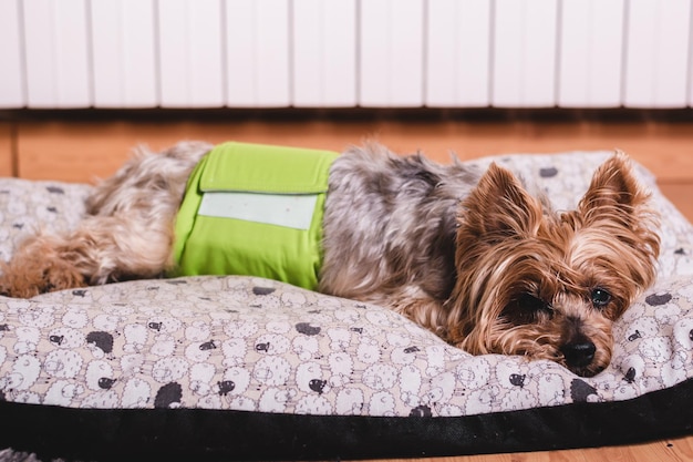 Yorkshire terrier mayor acostado en su cama y usando un pañal para la incontinencia urinaria