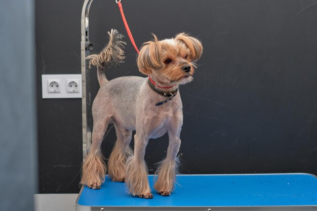 Yorkshire terrier en una mesa de aseo sobre un fondo negro