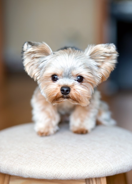 Yorkshire Terrier mini de 1 año con un color crema beige claro, cabello corto se sienta y se ve lindo