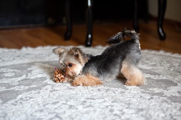 Yorkshire Terrier Mini mit einem interessanten Haarschnitt