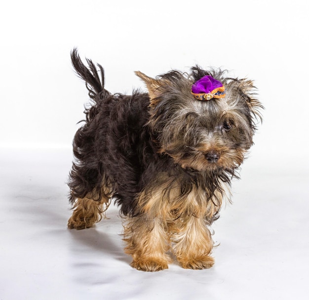 Yorkshire terrier mirando a la cámara en un disparo en la cabeza contra un fondo blanco.