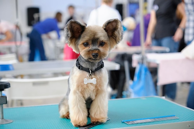 Yorkshire Terrier mit großen Ohren nach dem Groomer-Haarschnitt