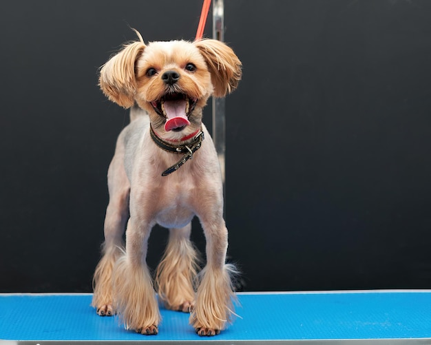 Yorkshire Terrier mit kurzem Haarschnitt auf einem Tisch auf schwarzem Hintergrund