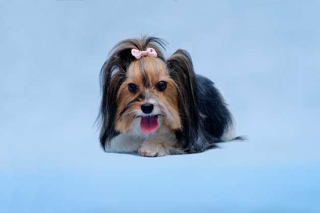 Yorkshire Terrier mit neuem Haarschnitt auf blauem Hintergrund isoliert