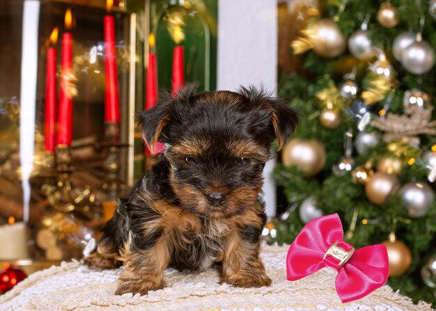 yorkshire terrier na decoração de natal