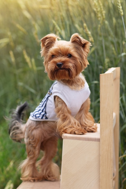 Yorkshire Terrier na grama