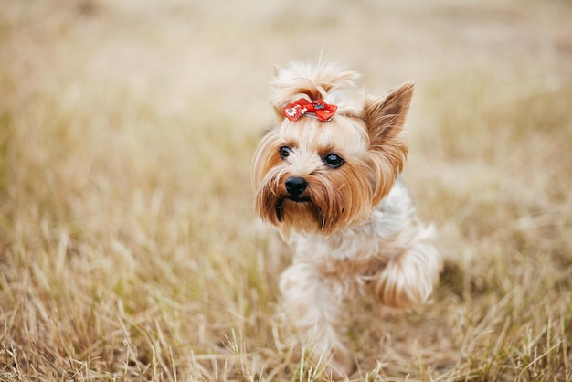 Foto yorkshire terrier na grama