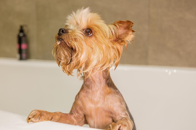 Yorkshire Terrier nach dem Baden in ein Handtuch gewickelt Süßer und lustiger Hund