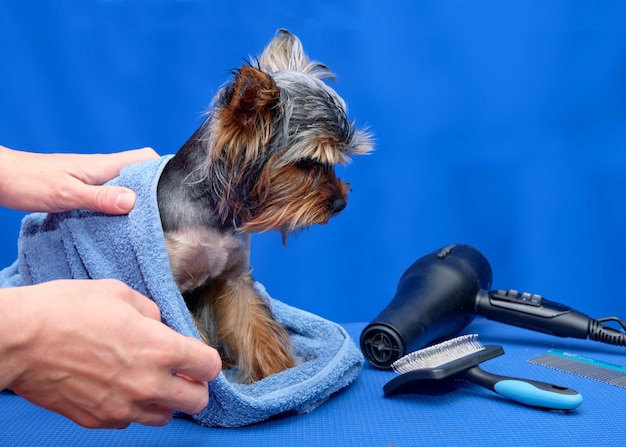 Yorkshire Terrier nach dem Waschen in einem Handtuch neben einem Fön, Kamm auf blauem Hintergrund