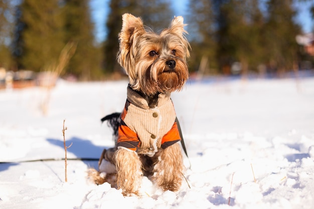 Yorkshire terrier en la nieve con overol