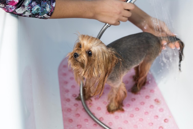 Yorkshire Terrier no banheiro do salão de beleza para cães